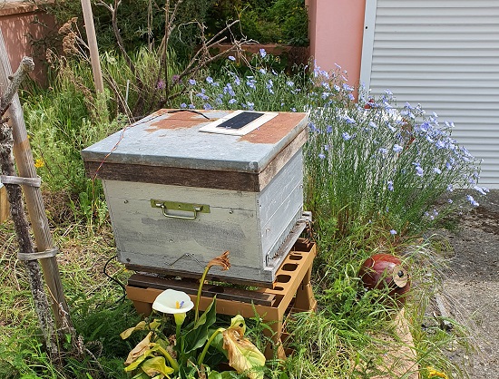 Open Hive: Polytech students fly to the rescue of bees | Sorbonne ...