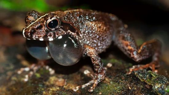 Vers une disparition mondiale des grenouilles ? - Sciences et Avenir