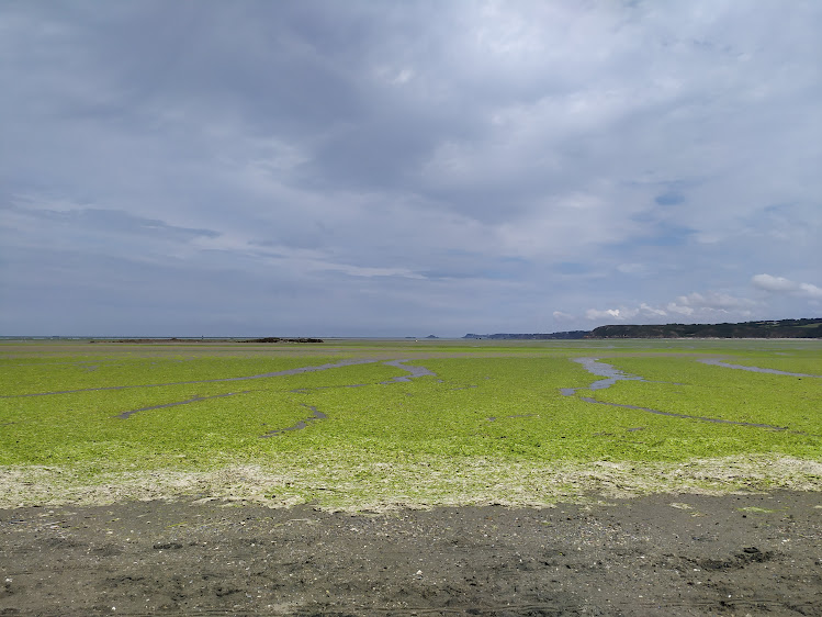 Algues vertes, l'agriculture intensive en cause - Observatoire des aliments