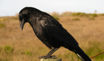Maître corbeau sur son poteau perché. Jpmckenna/Flickr Maître corbeau sur son poteau perché. Jpmckenna/Flickr